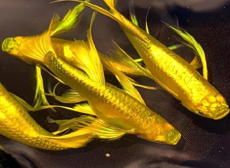 Các loại cá màu vàng 1