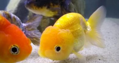 Các loại cá màu vàng 10