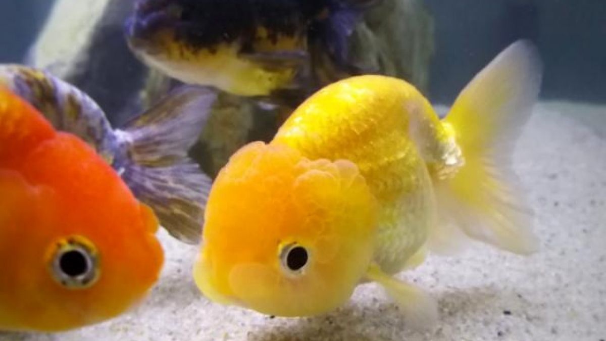 Các loại cá màu vàng 10