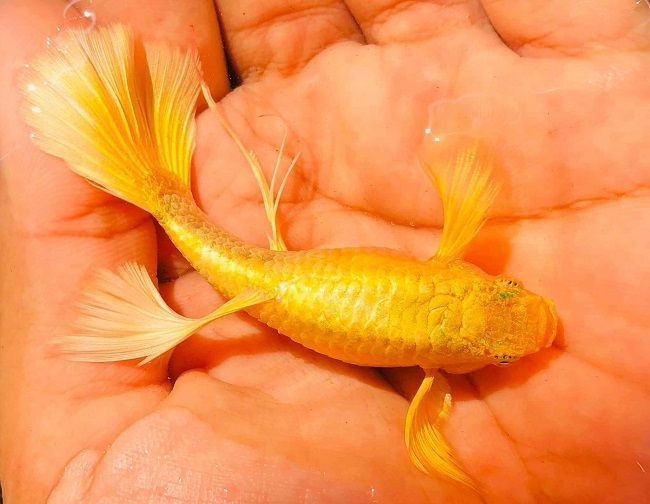 Các loại cá màu vàng 13