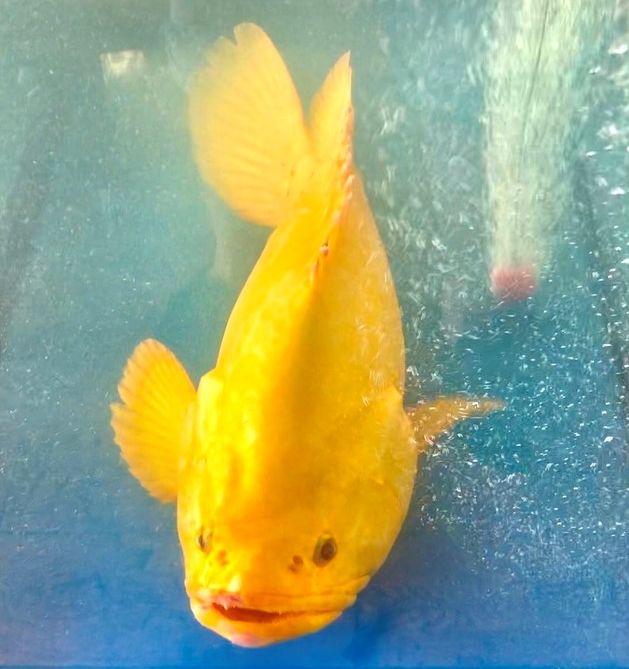 Các loại cá màu vàng 2