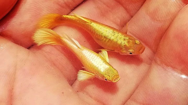 Các loại cá màu vàng 4