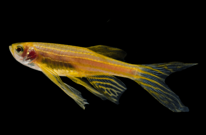 Các loại cá màu vàng 5