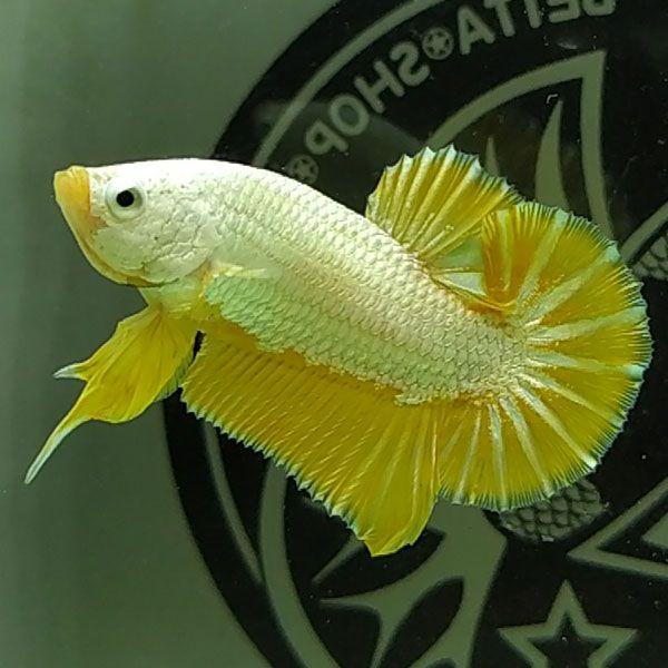 Các loại cá màu vàng 7