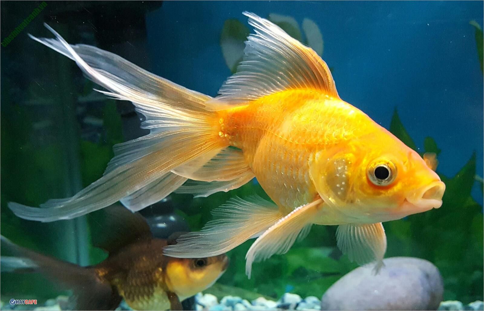 Các loại cá màu vàng 8