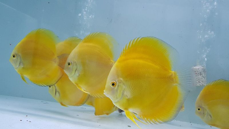 Các loại cá màu vàng 9