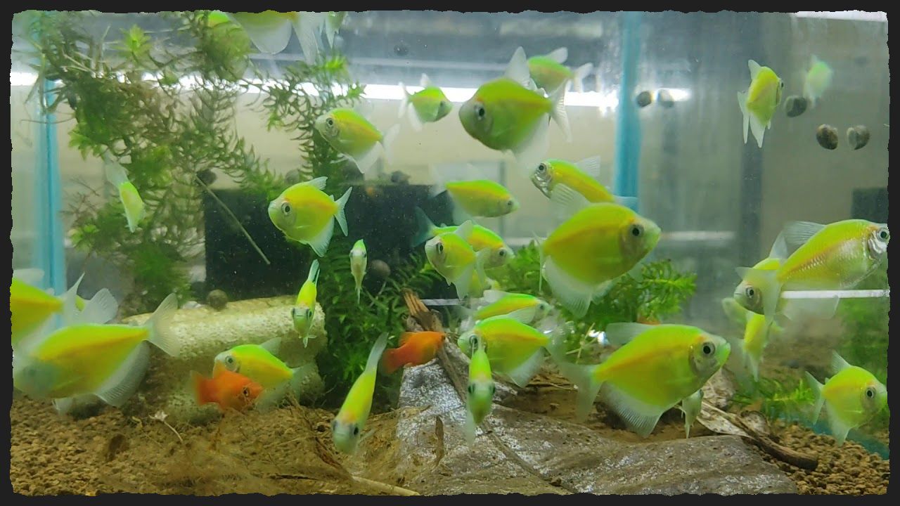 Các loài cá màu xanh lá cây 1