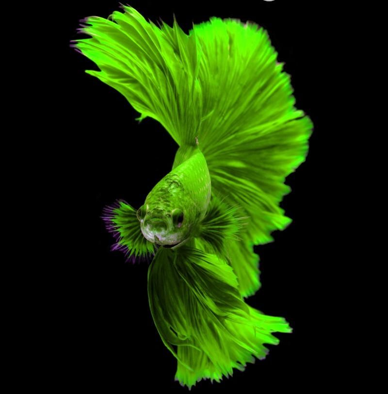 Các loài cá màu xanh lá cây 4