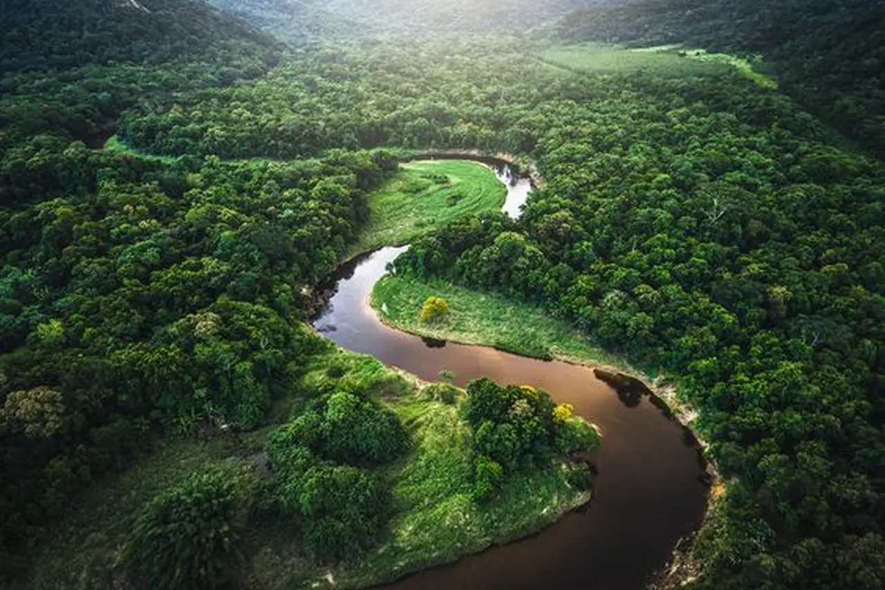 Hệ Sinh Thái Rừng Amazon 1