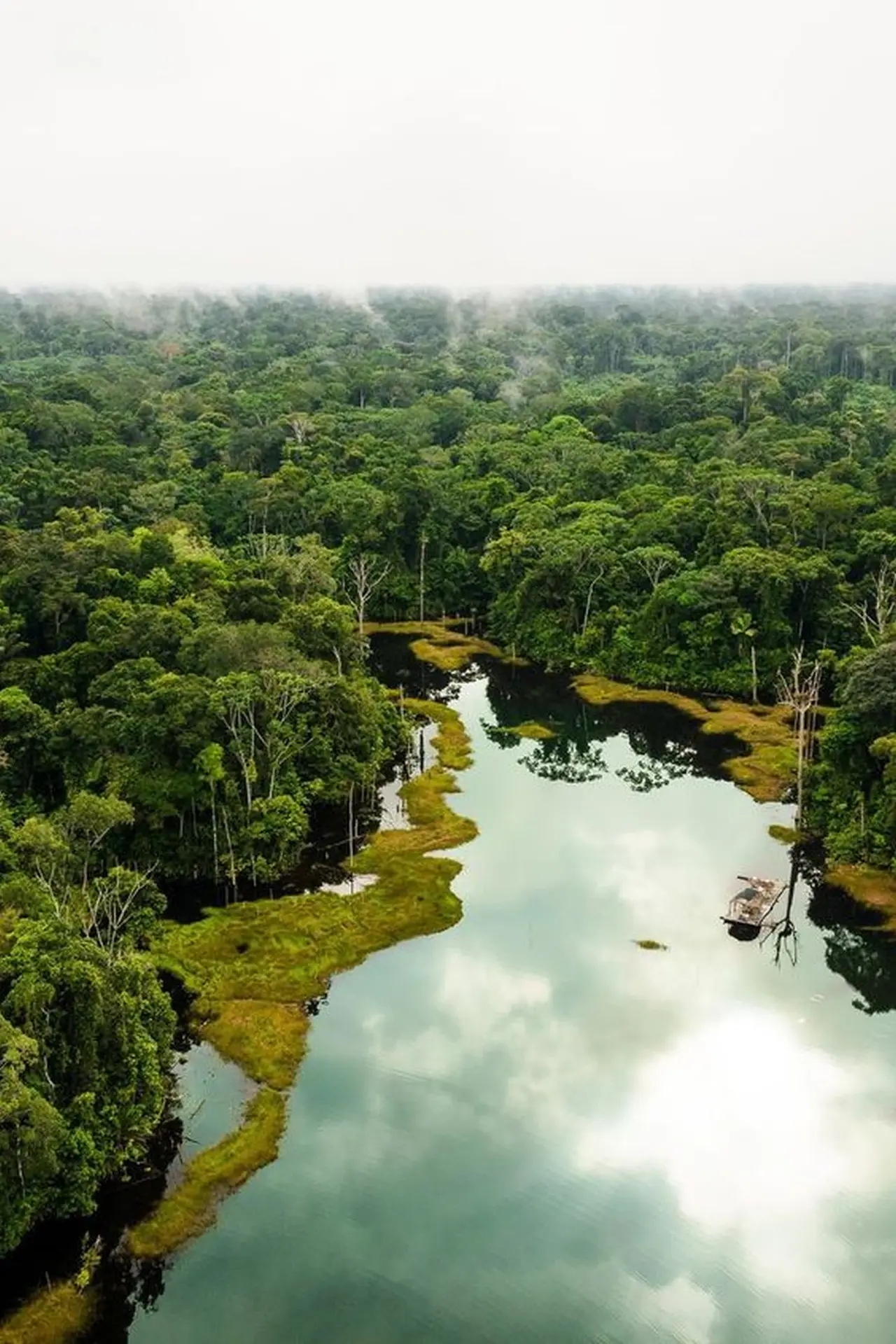 Hệ Sinh Thái Rừng Amazon 2