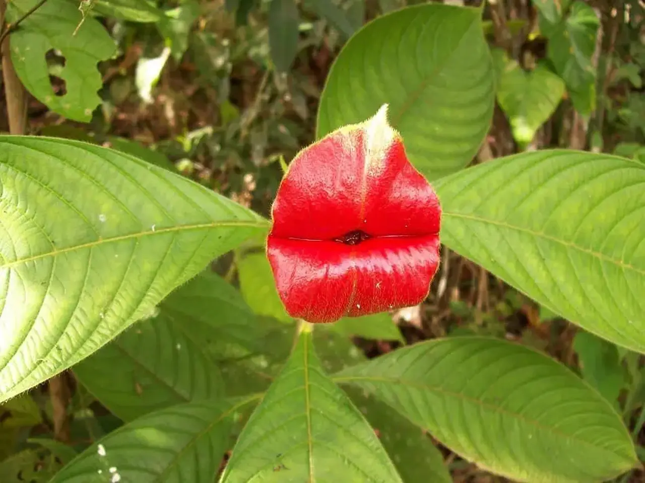 Loài Hoa ở Amazon 4