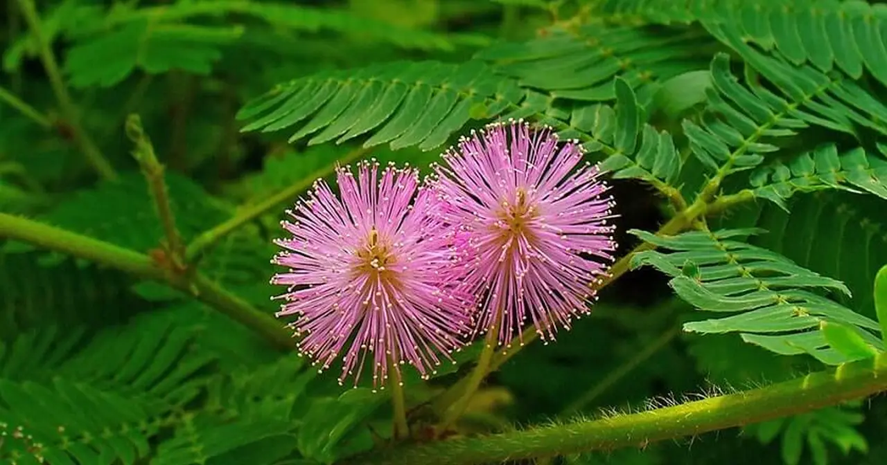 Loài Hoa ở Amazon 8