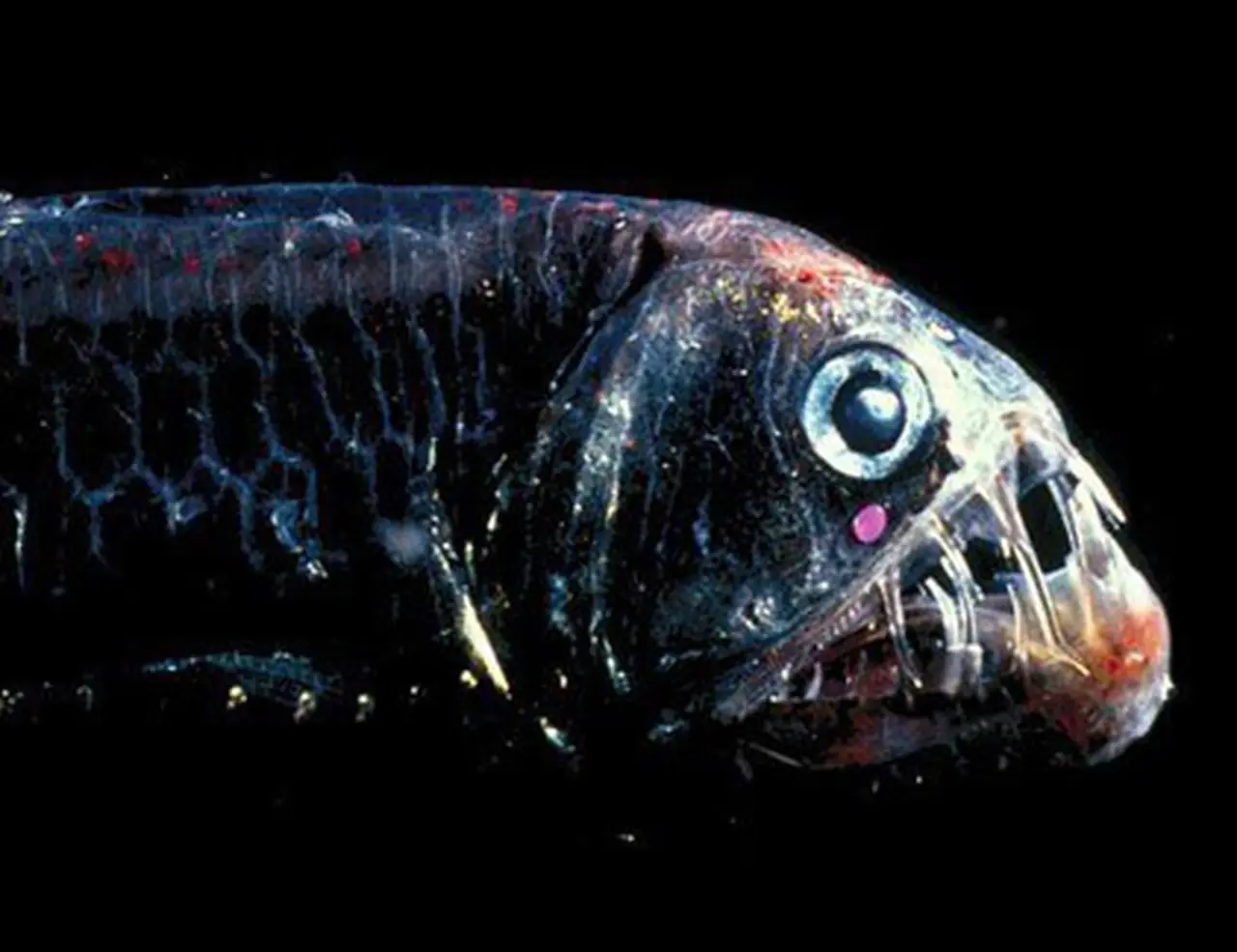Loài cá sâu nhất đại dương 2