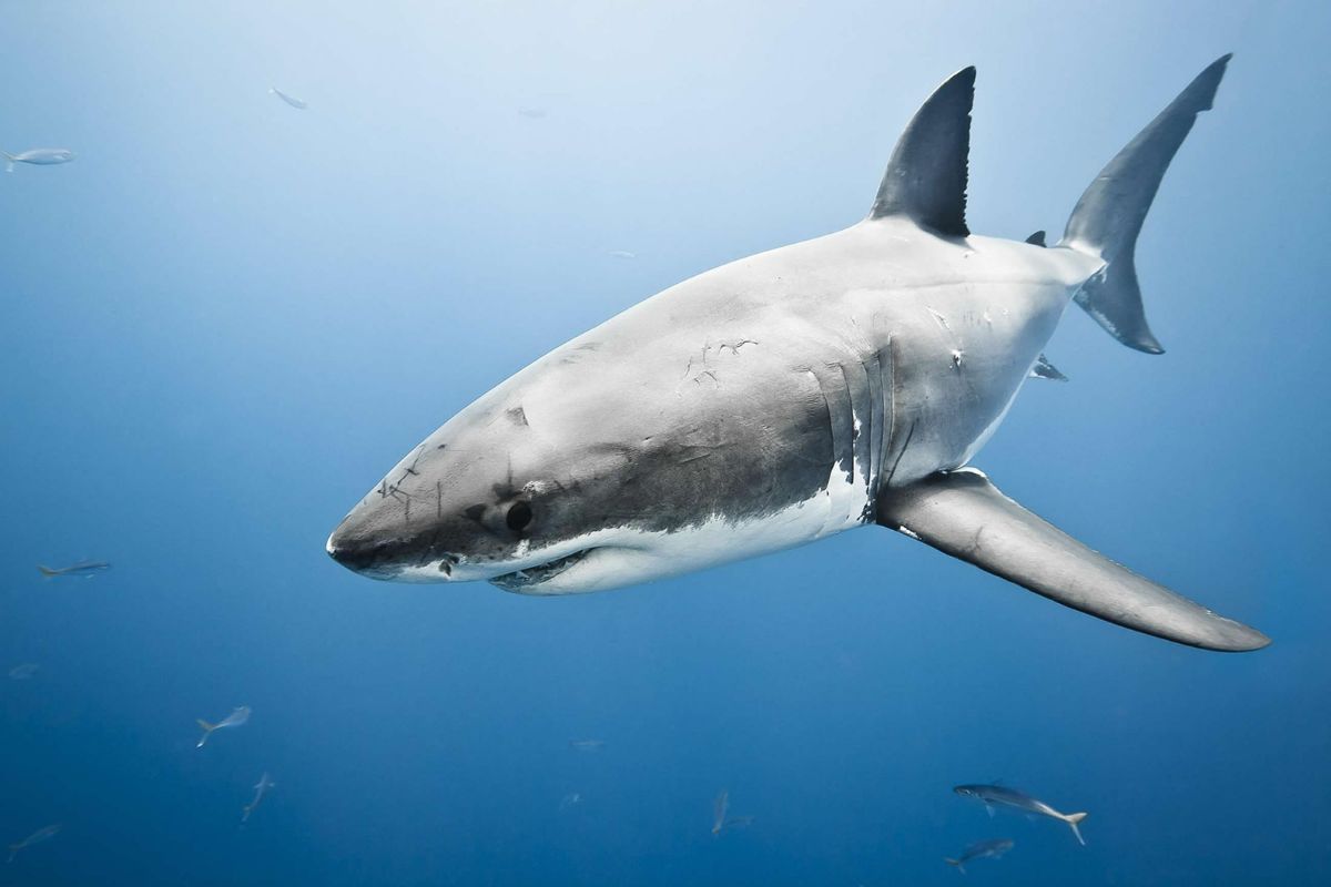Loại cá mập hung dữ, nguy hiểm 2