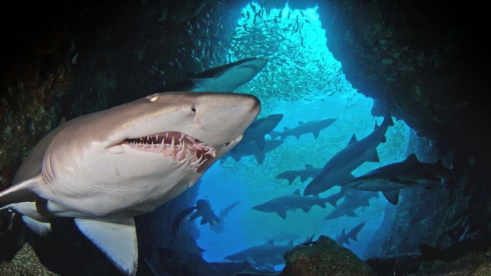 Loại cá mập hung dữ, nguy hiểm 6