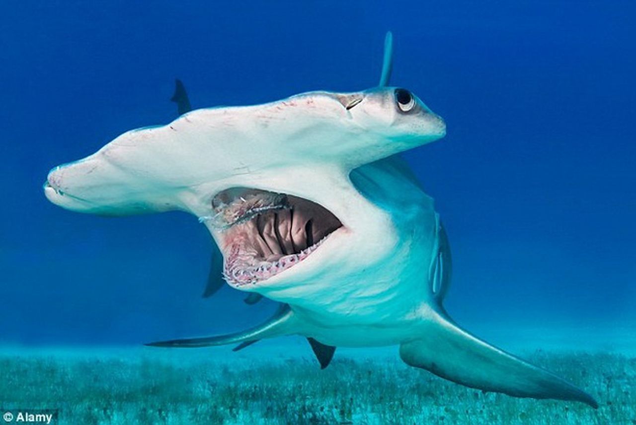 Loại cá mập hung dữ, nguy hiểm 7