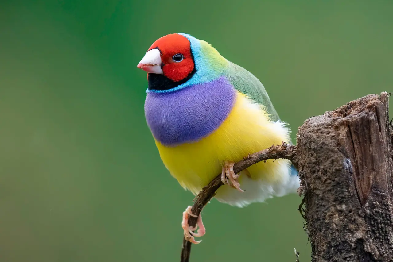 Loài chim đẹp nhất thế giới 11