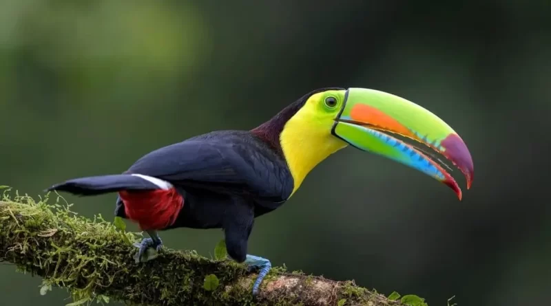 Loài chim đẹp nhất thế giới 6