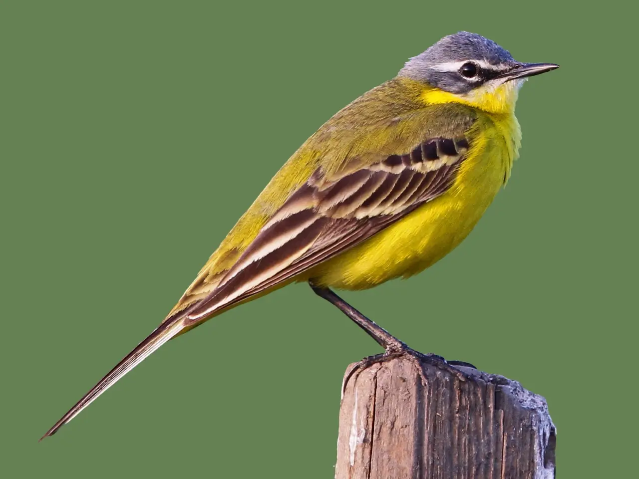 Chim màu vàng 3