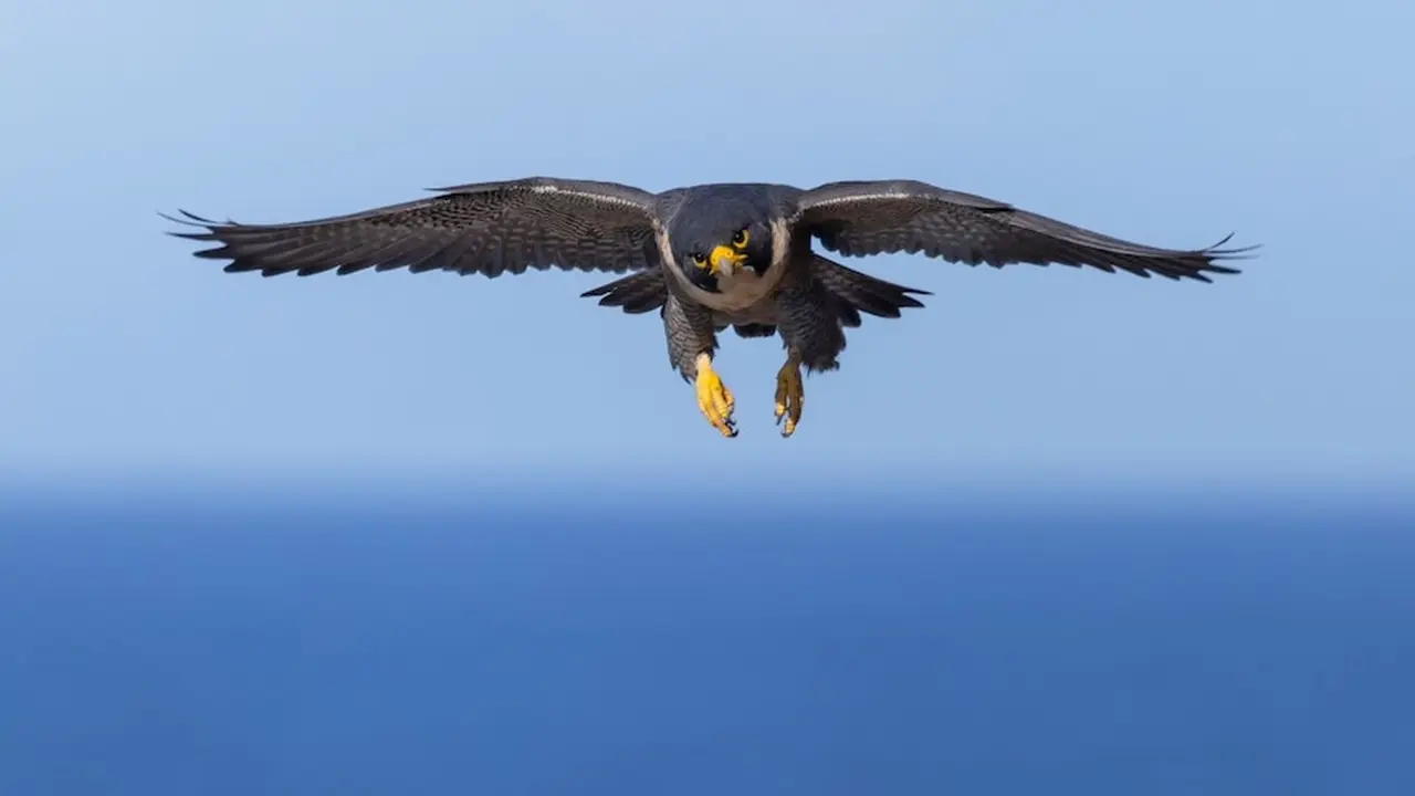 Loài chim bay nhanh nhất thế giới 9