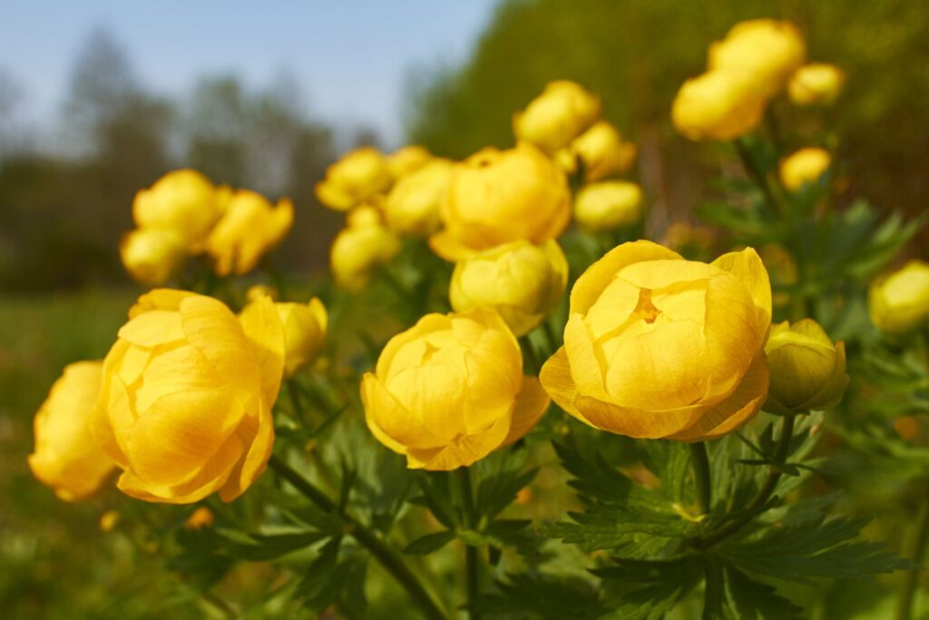 Yellow,trollius,europaeus,-,closely,related,to,ranunculus,,in,the