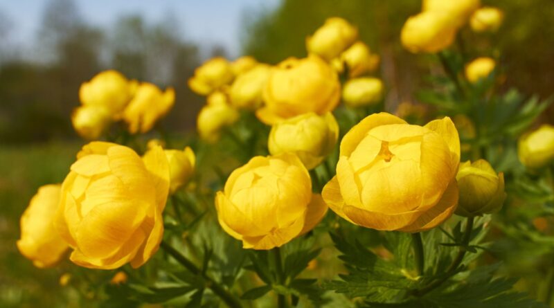 Yellow,trollius,europaeus,-,closely,related,to,ranunculus,,in,the